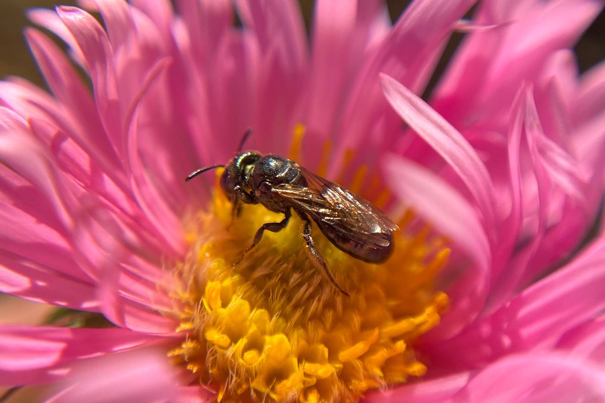 Spurred ceratina carpenter bee (Ceratina calcarata) (Getty Images /	Christopher Laszlo Bonis / 500px)