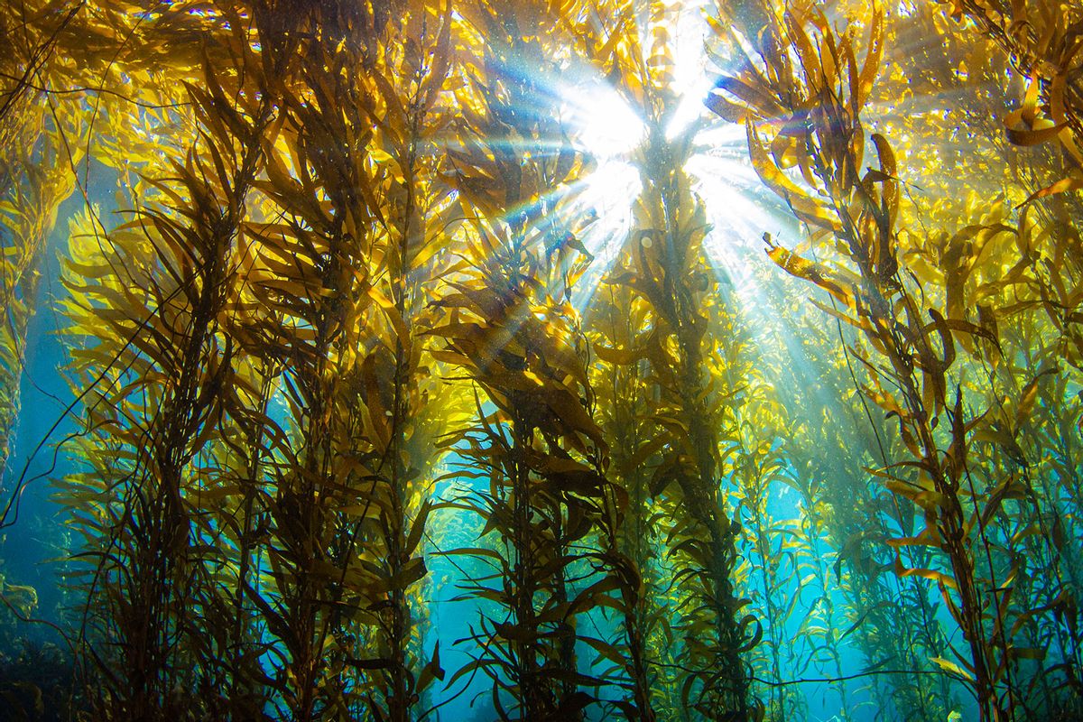Underwater Kelp Forrest (Getty Images/Douglas Klug)