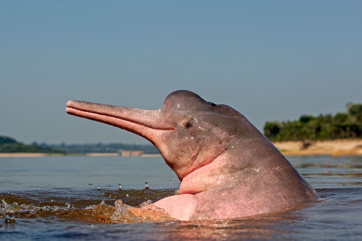 Amazon River Dolphin (Getty Images/Michel VIARD)