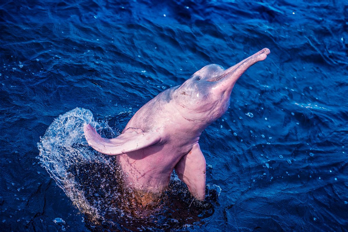 Amazon river dolphin jumps out of water (Getty Images/Cavan Images)