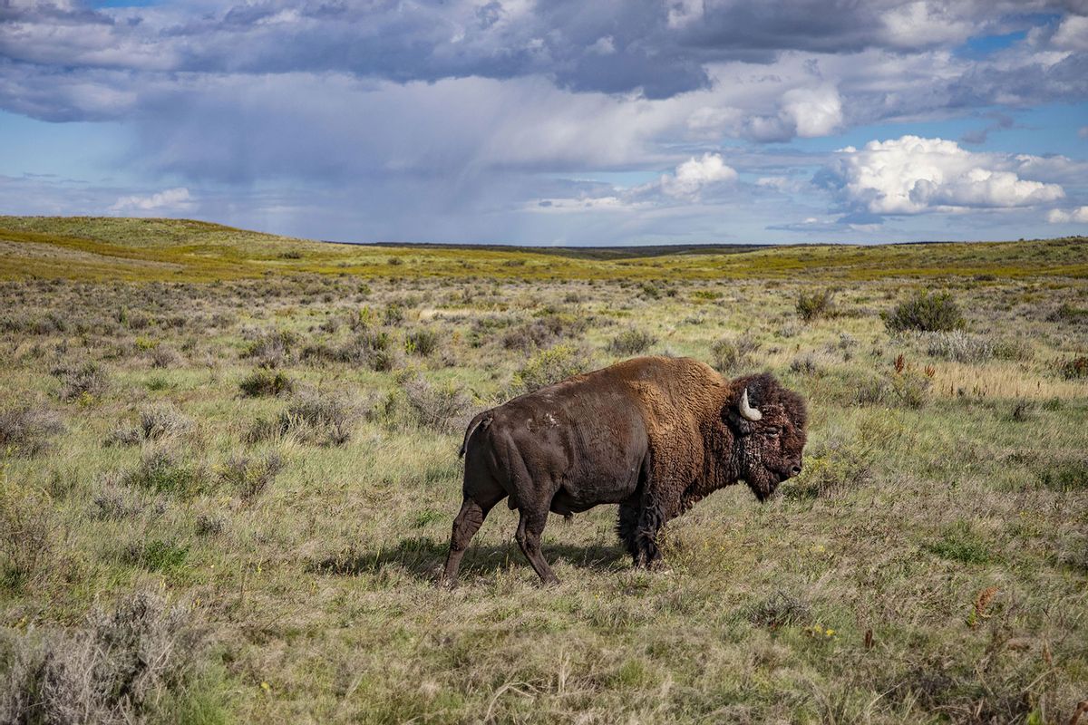 Bison in Montana (Photo by Craig Mellish)