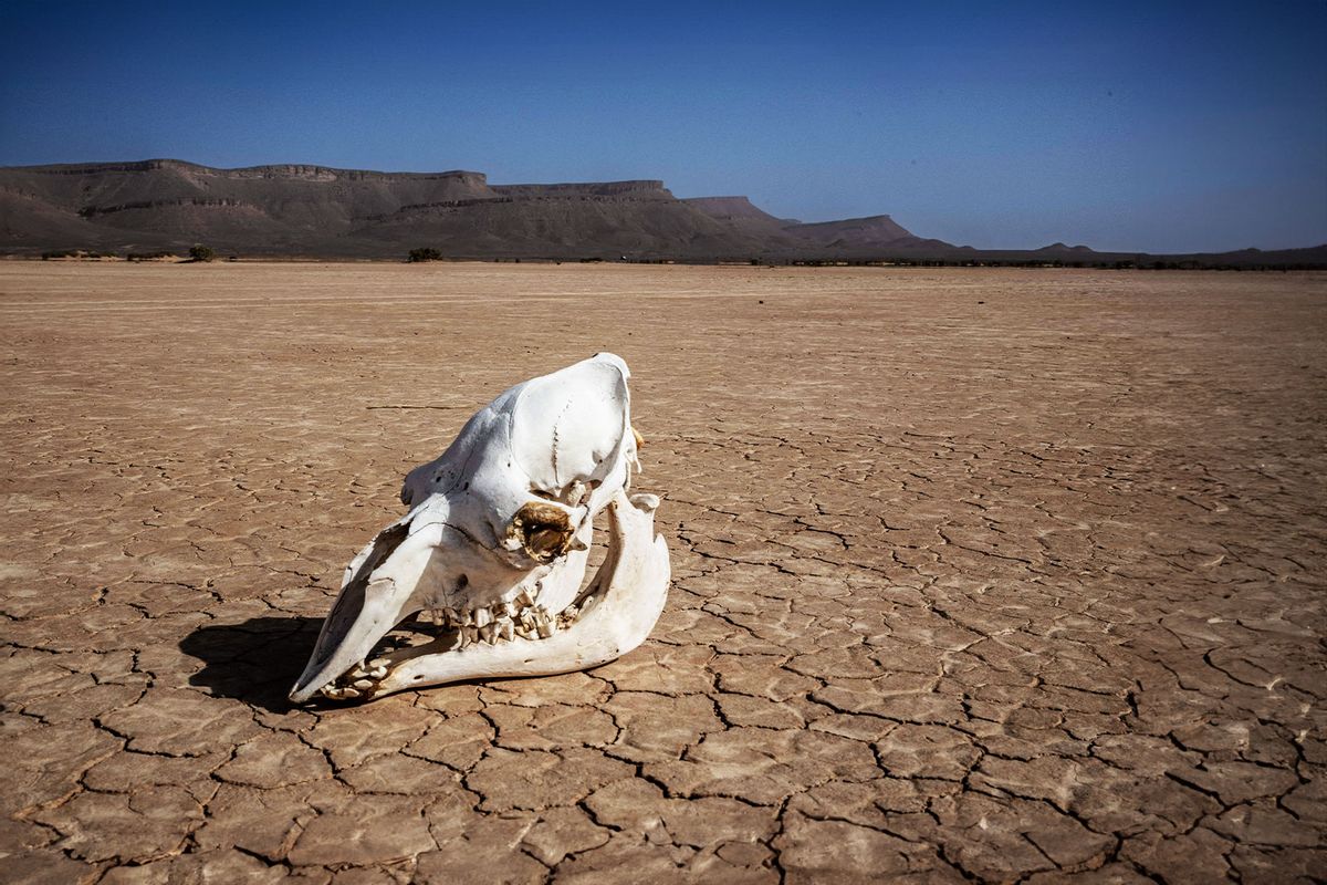 The skull of an animal of the camelidae group on the dry Oued Tijekht in the Moroccan Sahara desert, near the central city of Tafraout in Morocco.  (JEAN-PHILIPPE KSIAZEK/AFP via Getty Images)