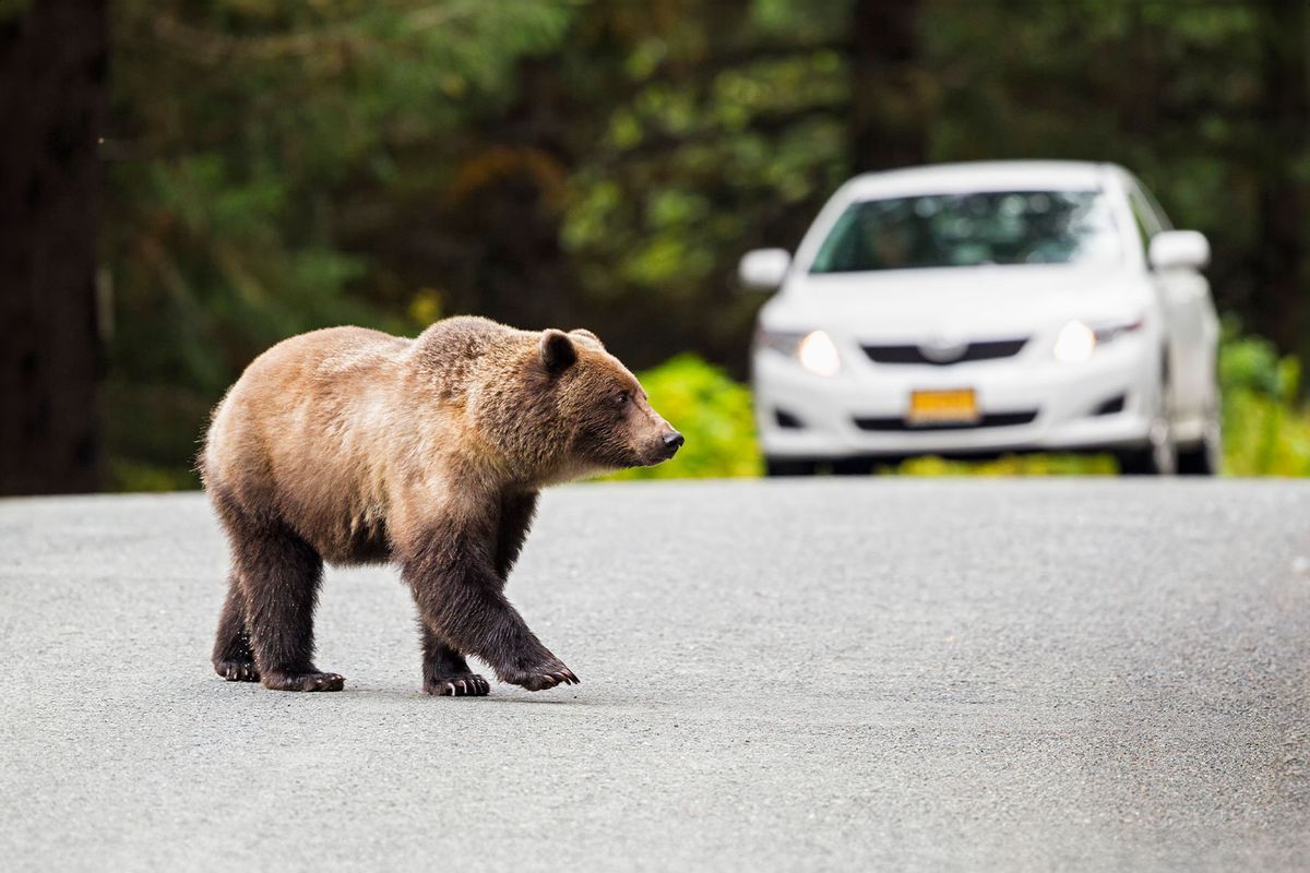 Brown bear crossing road in front of car (Getty Images/Westend61)