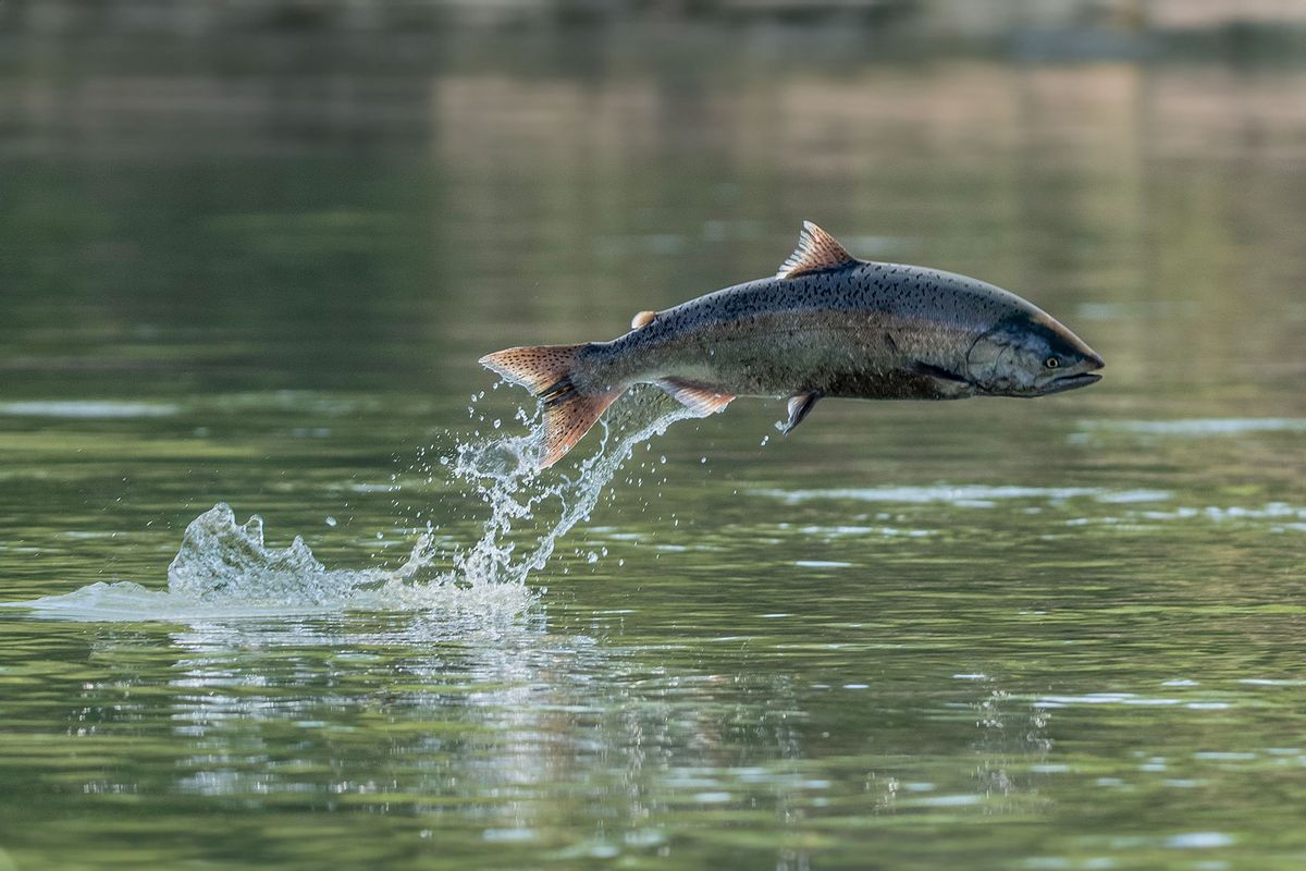 Chinook Salmon jumping (Getty Images/Supercaliphotolistic)