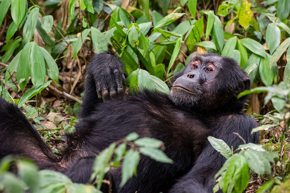Female chimpanzee (Common Chimpanzee, Pan troglodytes) is relaxing in the ground in the jungle in Kibale National Park in Uganda (Getty Images/guenterguni)