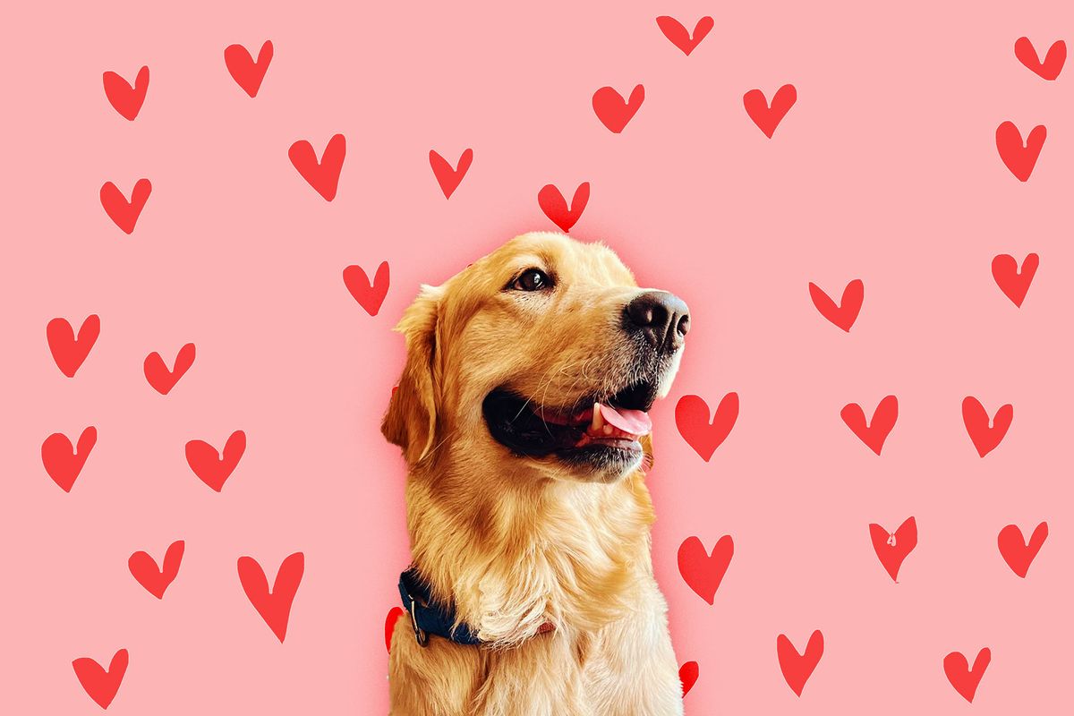 Golden Retriever (Photo illustration by Salon/Getty Images)