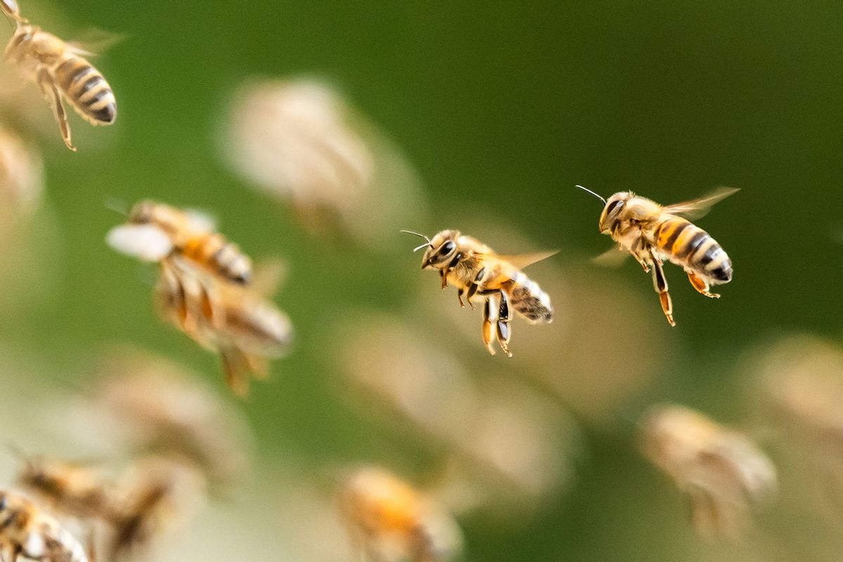 Honey Bees (Silas Stein/picture alliance via Getty Images)