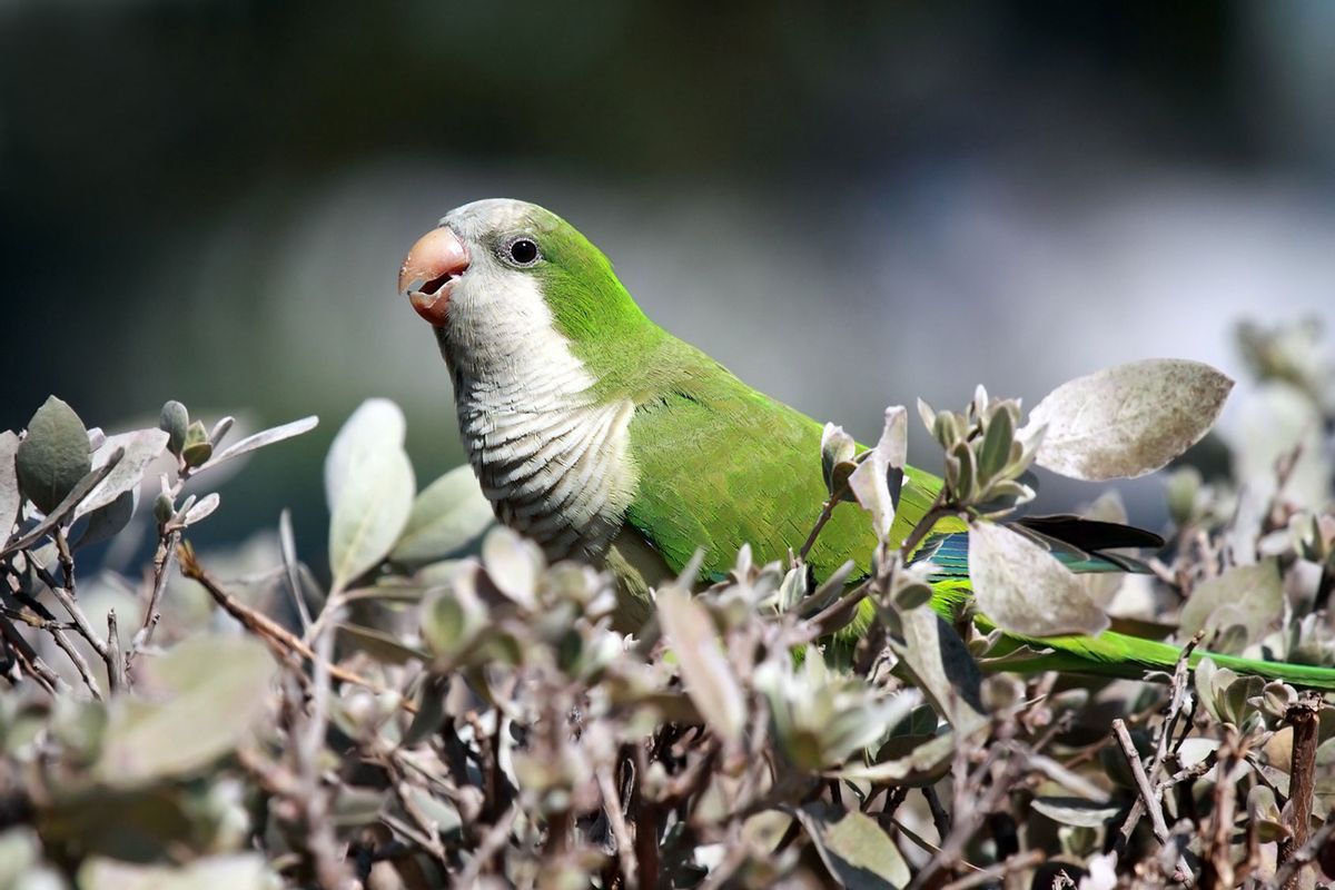 Monk Parakeet (Getty Images/iculizard)