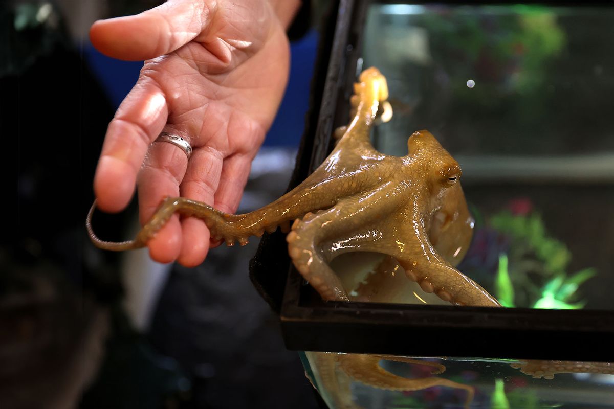 Kendra Buresch, senior research assistant, touches Marco Polo, an octopus that is checking out the top of the tank at the Marine Biological Lab. (David L. Ryan/The Boston Globe via Getty Images)