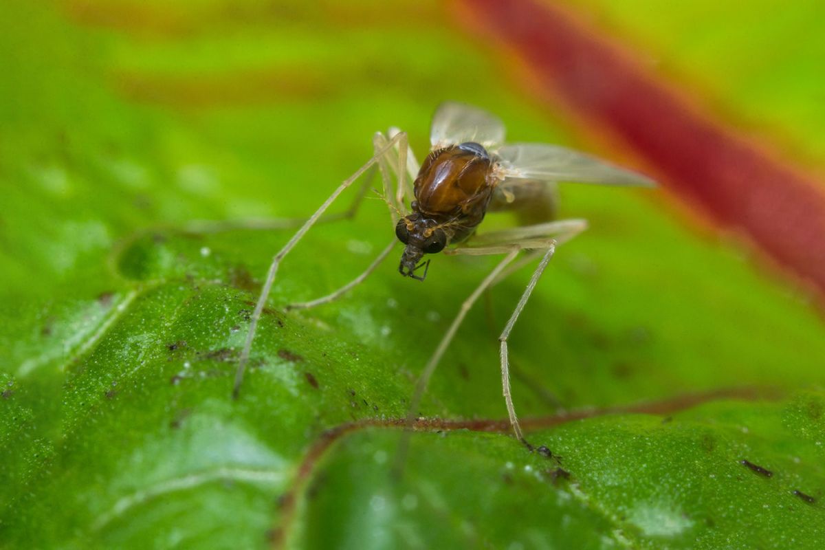 Close up macro of small sand fly gnat on green leaf (Getty Images/EzumeImages)
