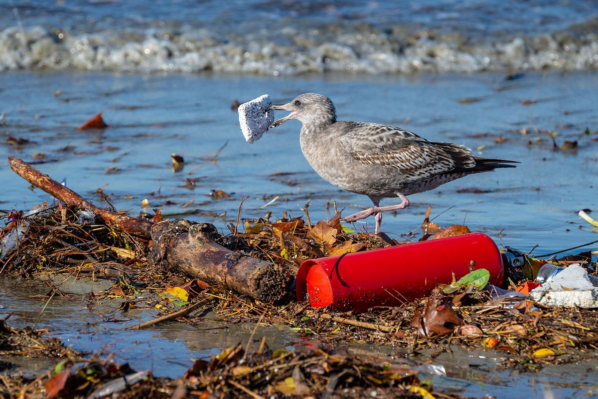 A gull picks up a piece of trash that washed up along the bank of the San Gabriel River just a few hundred yards from the Pacific Ocean in Seal Beach on Tuesday morning, December 13, 2022. (Mark Rightmire/MediaNews Group/Orange County Register via Getty Images)