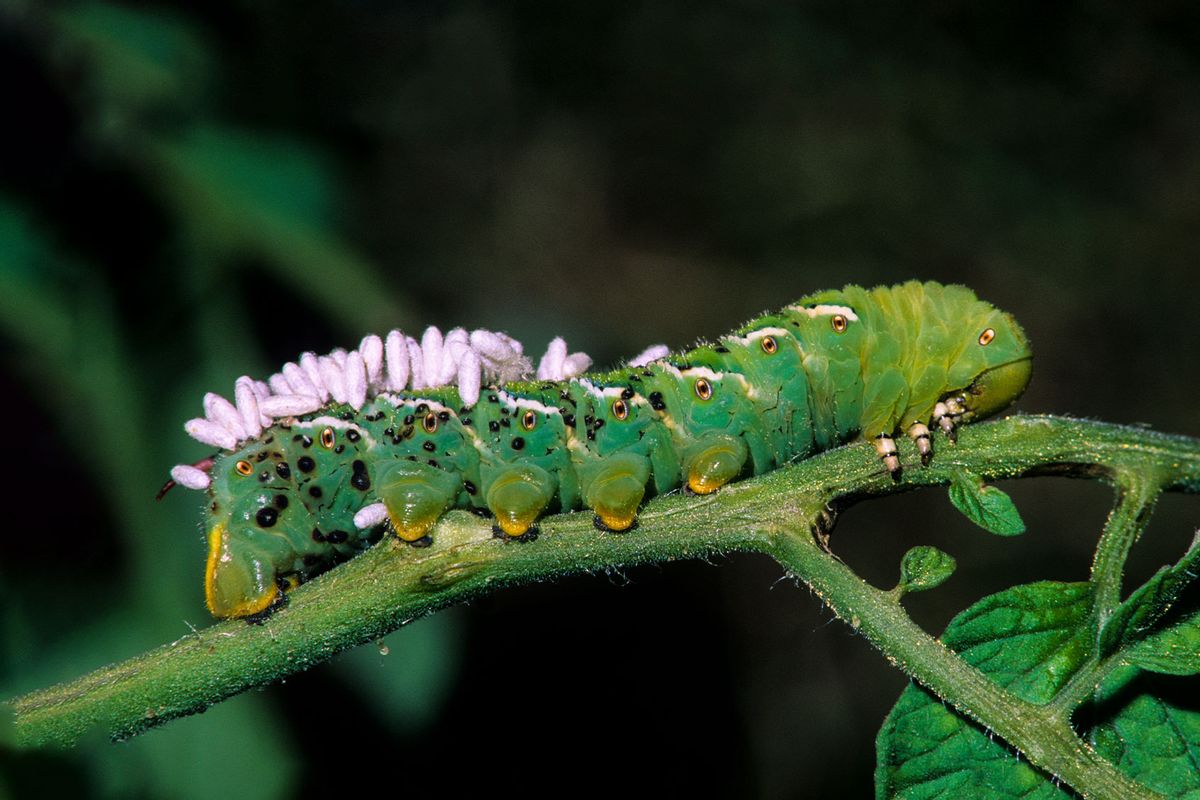 Tobacco hornworm caterpillar with wasp pupae on back (Getty Images/Ed Reschke)