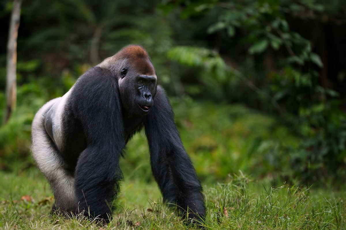 Western lowland gorilla (Getty Images/Anup Shah)