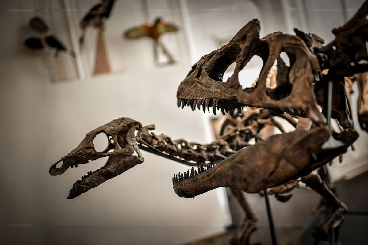 A Camptosaurus (L) and an Allosaurus skeletons are displayed on November 13, 2018 at the Artcurial auction house in Paris. (STEPHANE DE SAKUTIN/AFP via Getty Images)