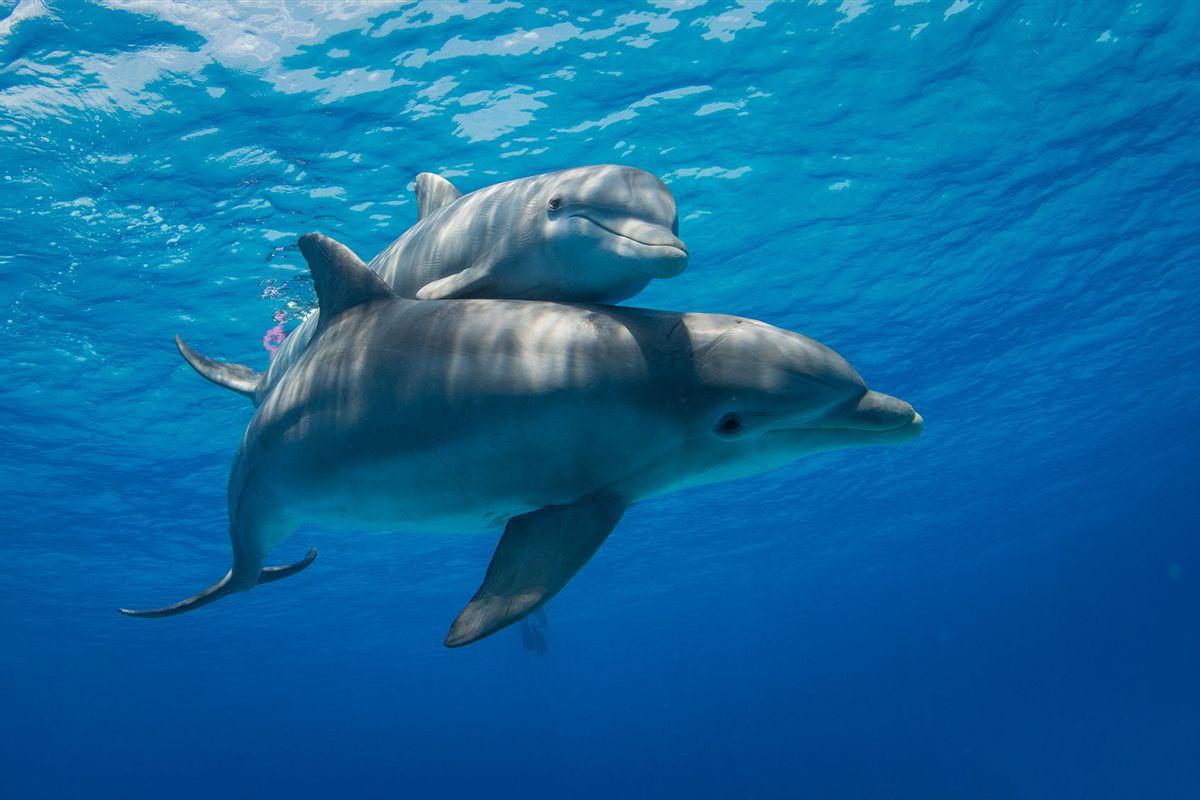 A mother Bottlenose Dolphin swims with her calf close by (Getty Images/NaluPhoto)