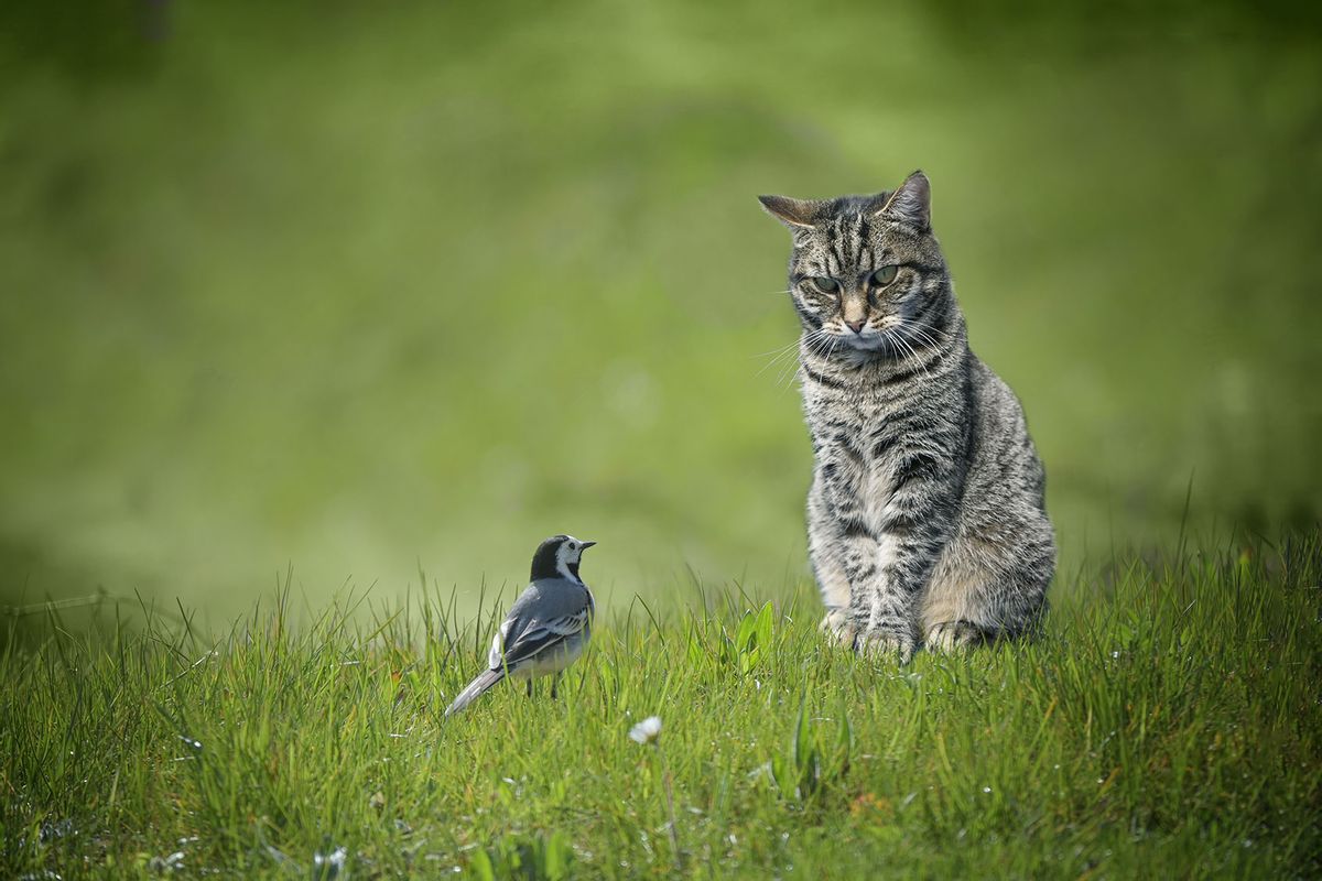 Small wagtail bird sitting in front of tabby cat in a green lawn (Getty Images/fermate)