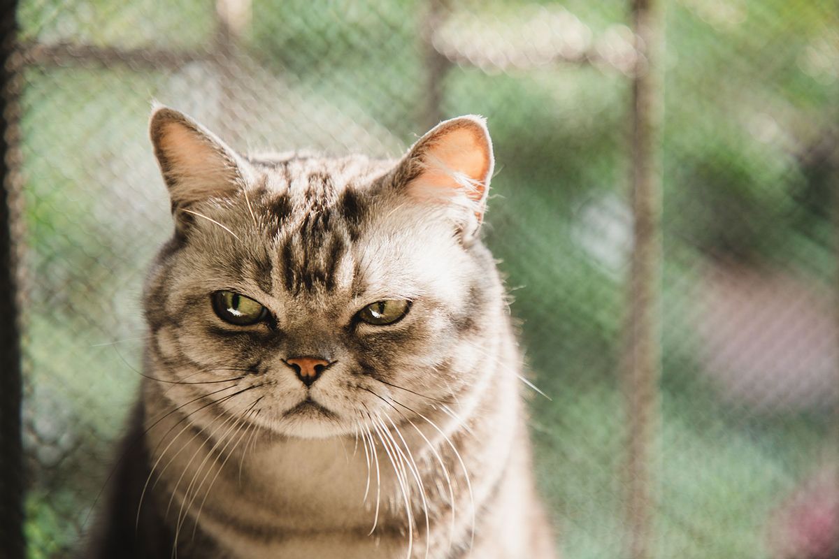 American shorthair striped cat with a dissatisfied face (Getty Images/Kilito Chan)