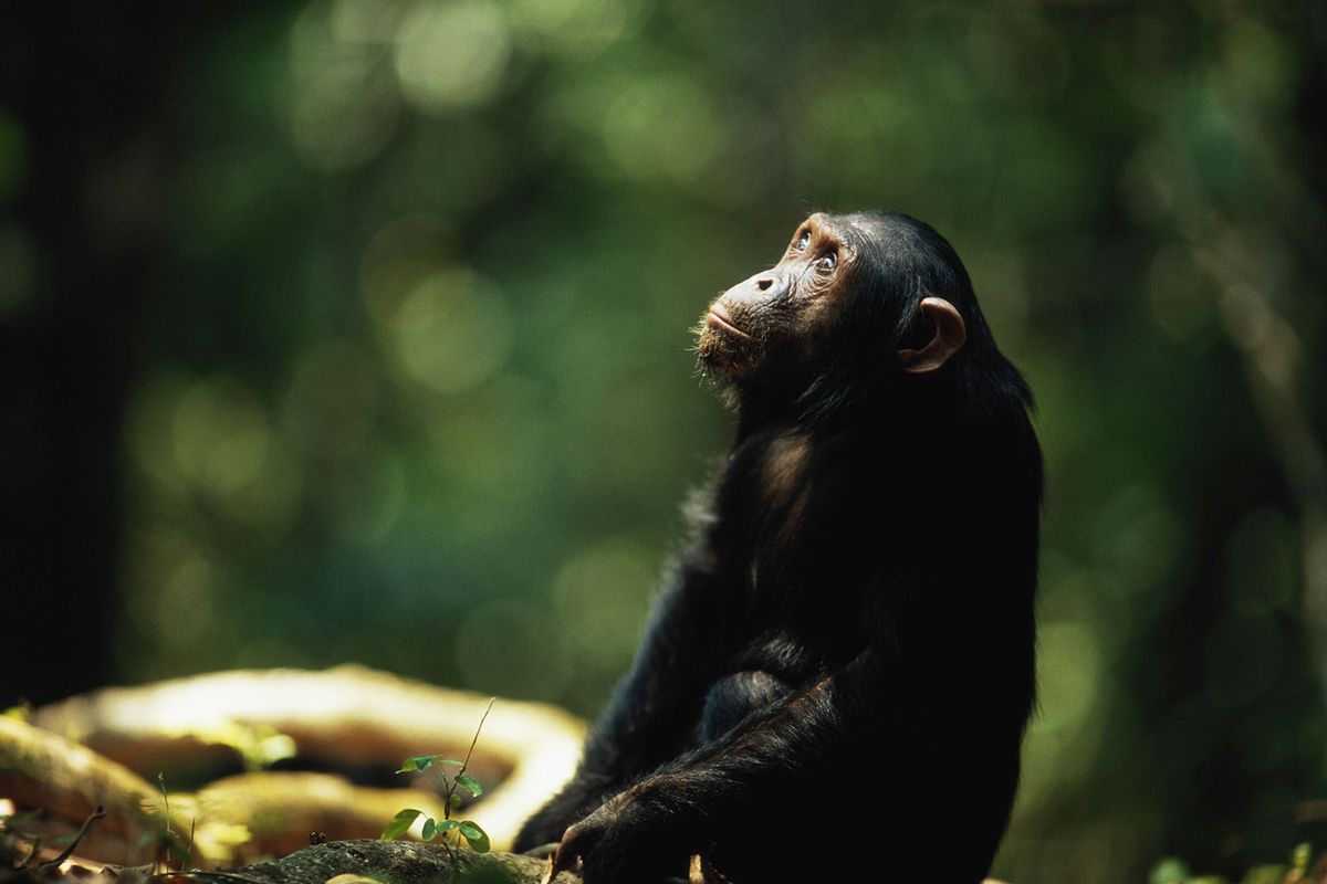 Common chimpanzee (Pan troglodytes) (Getty Images/Anup Shah)