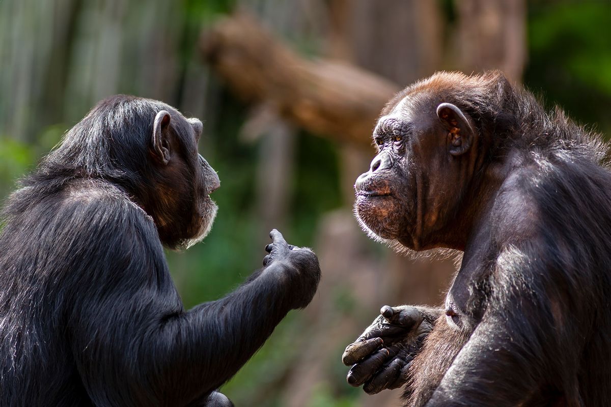 Two chimpanzees meeting with each other apparently having a discussion using hand gestures (Getty Images/curioustiger)