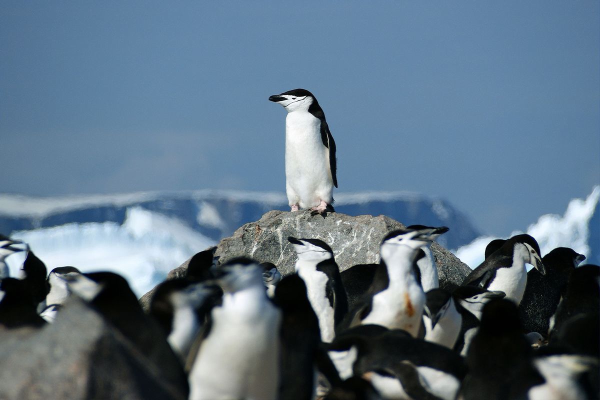 A Chinstrap penguin keeps watch over the colony from his prominent look-out spot on an Antarctic rock. (Getty Images/Fiona McAllister Photography)