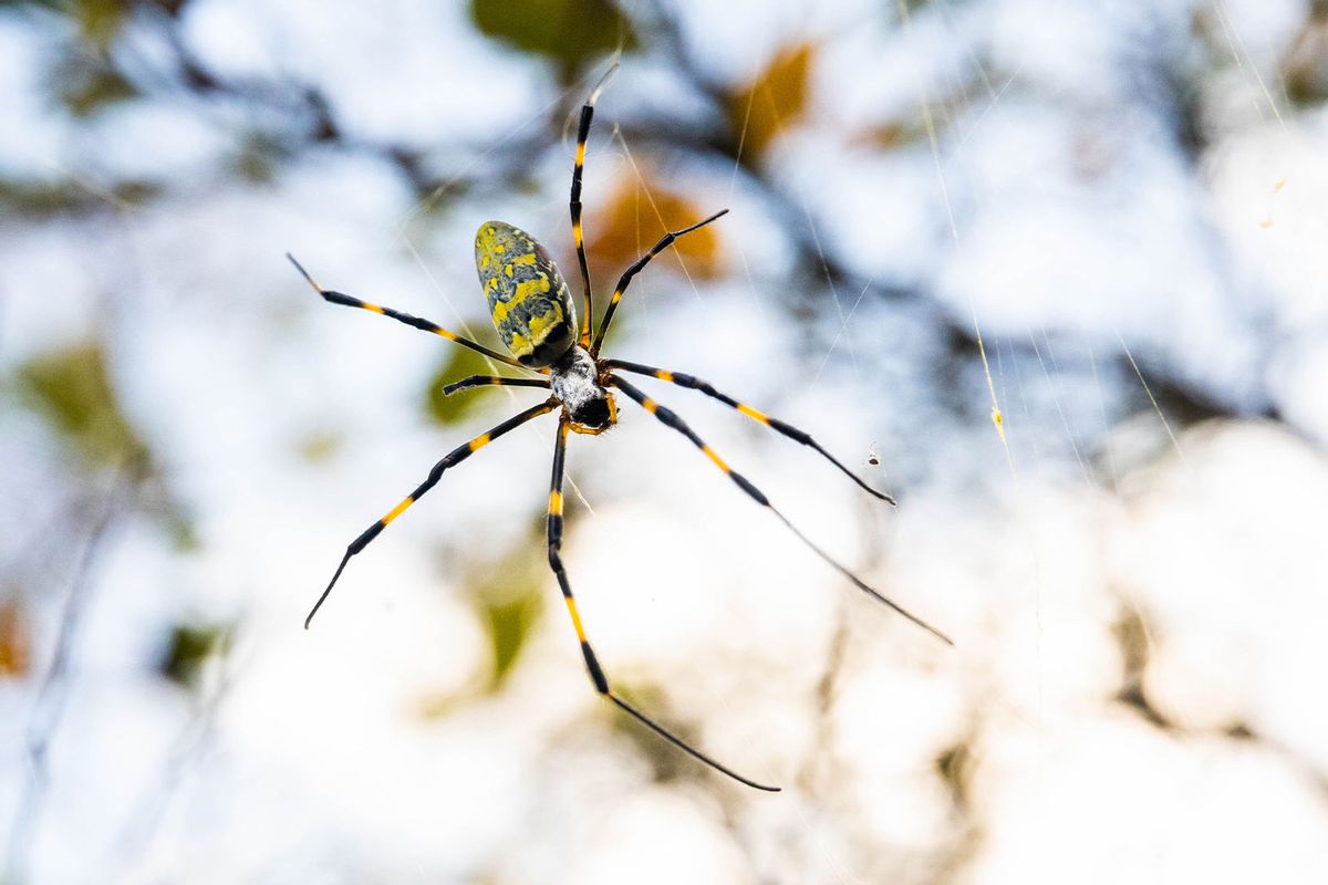Joro Spider (Getty Images/Gummy Bone)