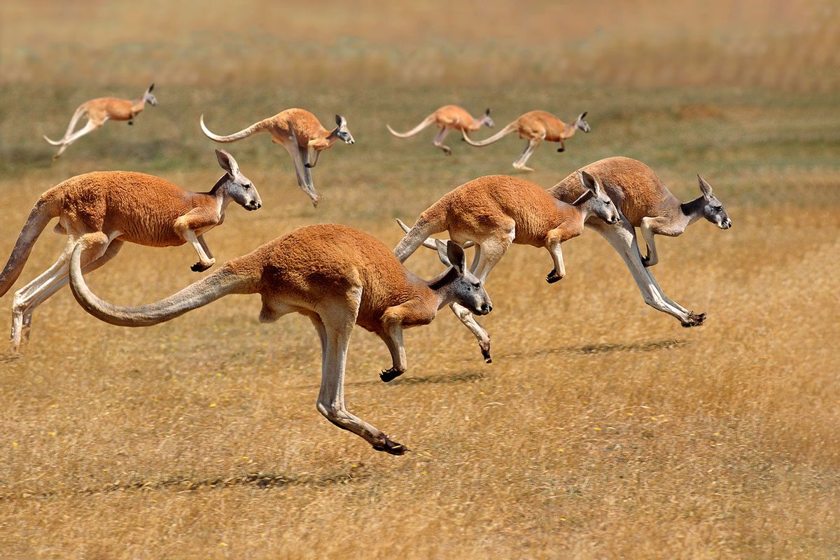 Kangaroos running (Getty Images/slowmotiongli)