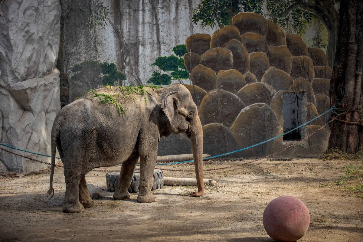 Mali, an elephant that has been in captivity for 45 years, is seen at a zoo converted into a vaccination site on January 19, 2022 in Manila, Philippines.  (Ezra Acayan/Getty Images)