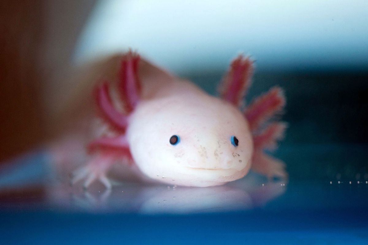 An axolotl (Ambystoma mexicanum), also known as a Mexican salamander or a Mexican walking fish. (Arno Burgi/picture alliance via Getty Images)