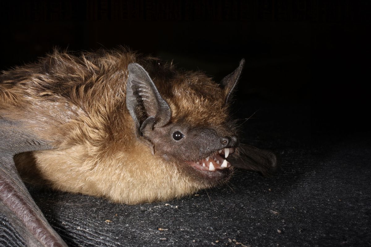 Serotine bat (Alona Shulenko, CC BY-SA)