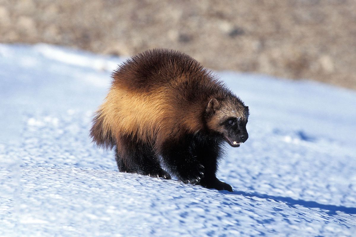 North American Wolverine 1256832379 (Getty Images/slowmotiongli)
