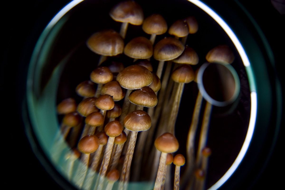 A DC resident has an operation growing psilocybin mushrooms, including this Galindoi variation of Psilocybe mexicana mushrooms, in Washington, DC, on Monday, February 5, 2020. (Jahi Chikwendiu/The Washington Post via Getty Images)