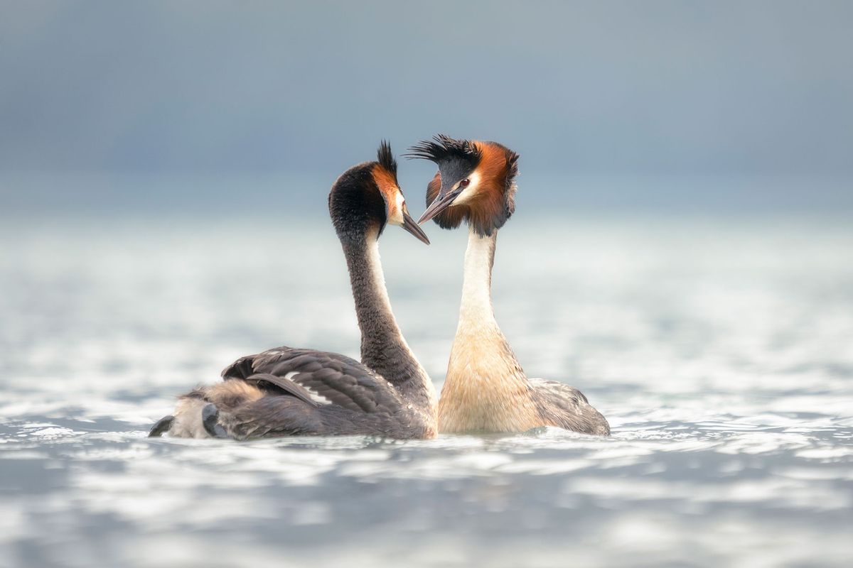 A pair of Pūteketeke (Great Crested Grebes) bonding on a lake in New Zealand (Getty Images/Kristian Bell)