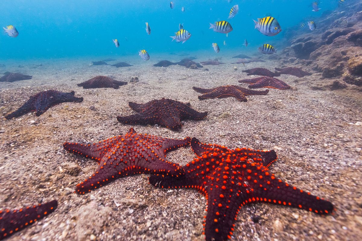 Sea stars on ocean floor (Getty Images/Patrick J. Endres)