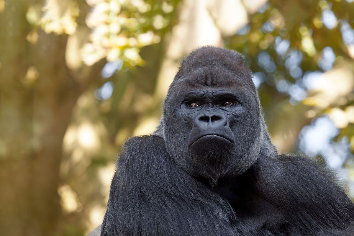 Silverback Gorilla (Getty Images/Edwin_Butter)
