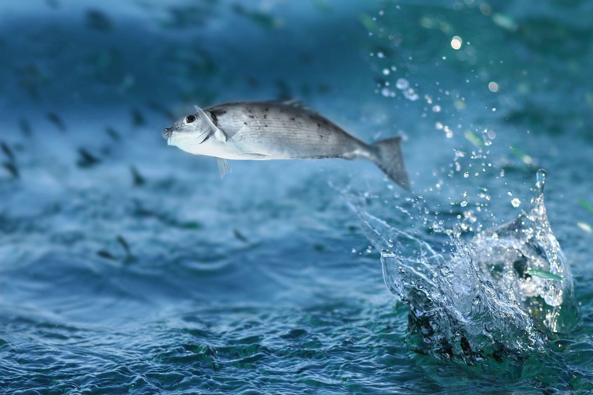 Small fish jumping out of water (Getty Images/ramihalim)