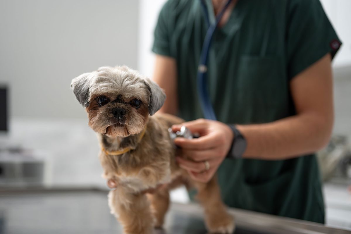 Vet examining an amputee dog with stethoscope in vet clinic (Getty Images/ilkermetinkursova)