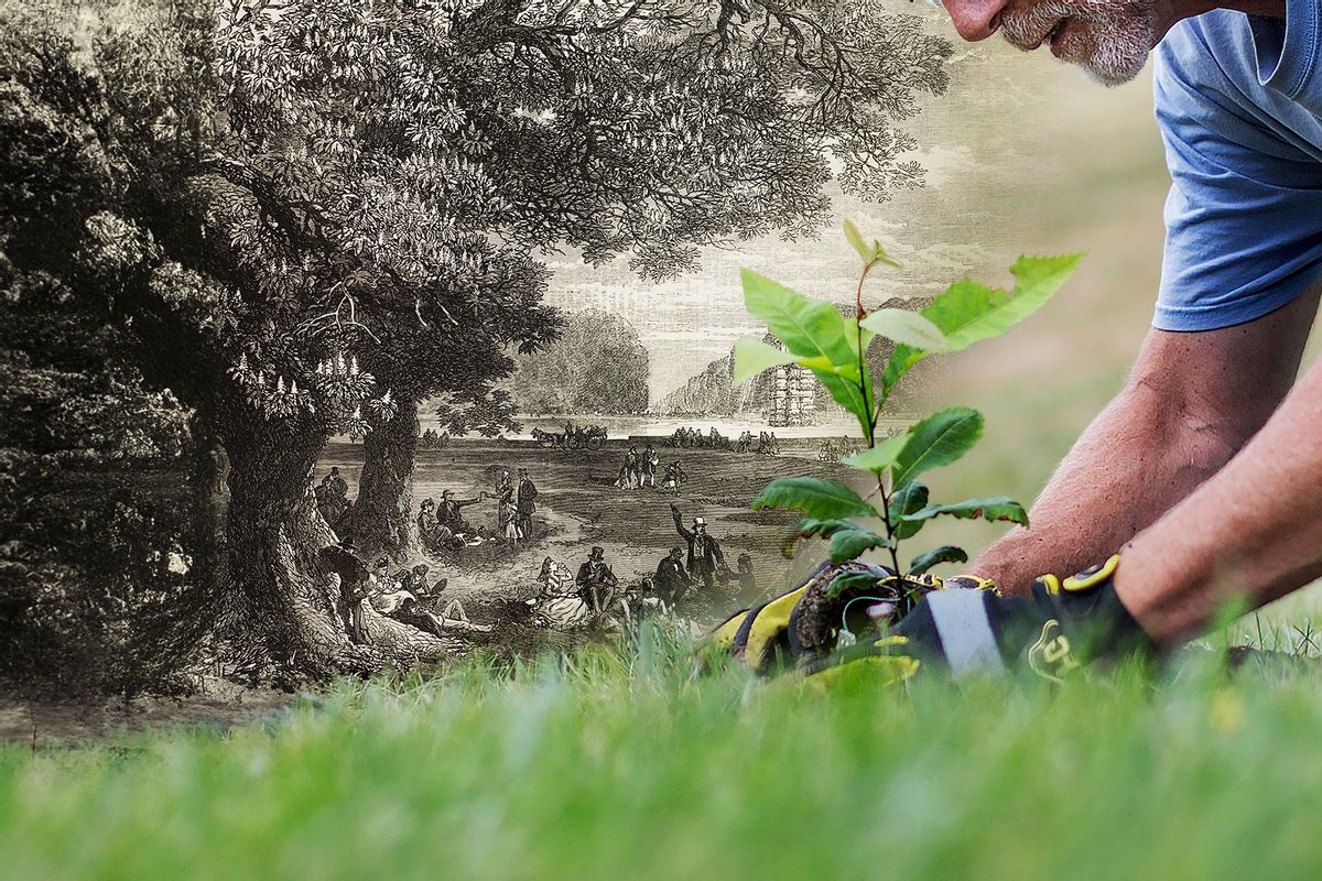 Protecting and preserving the American chestnut tree (Photo illustration by Salon/Getty Images)