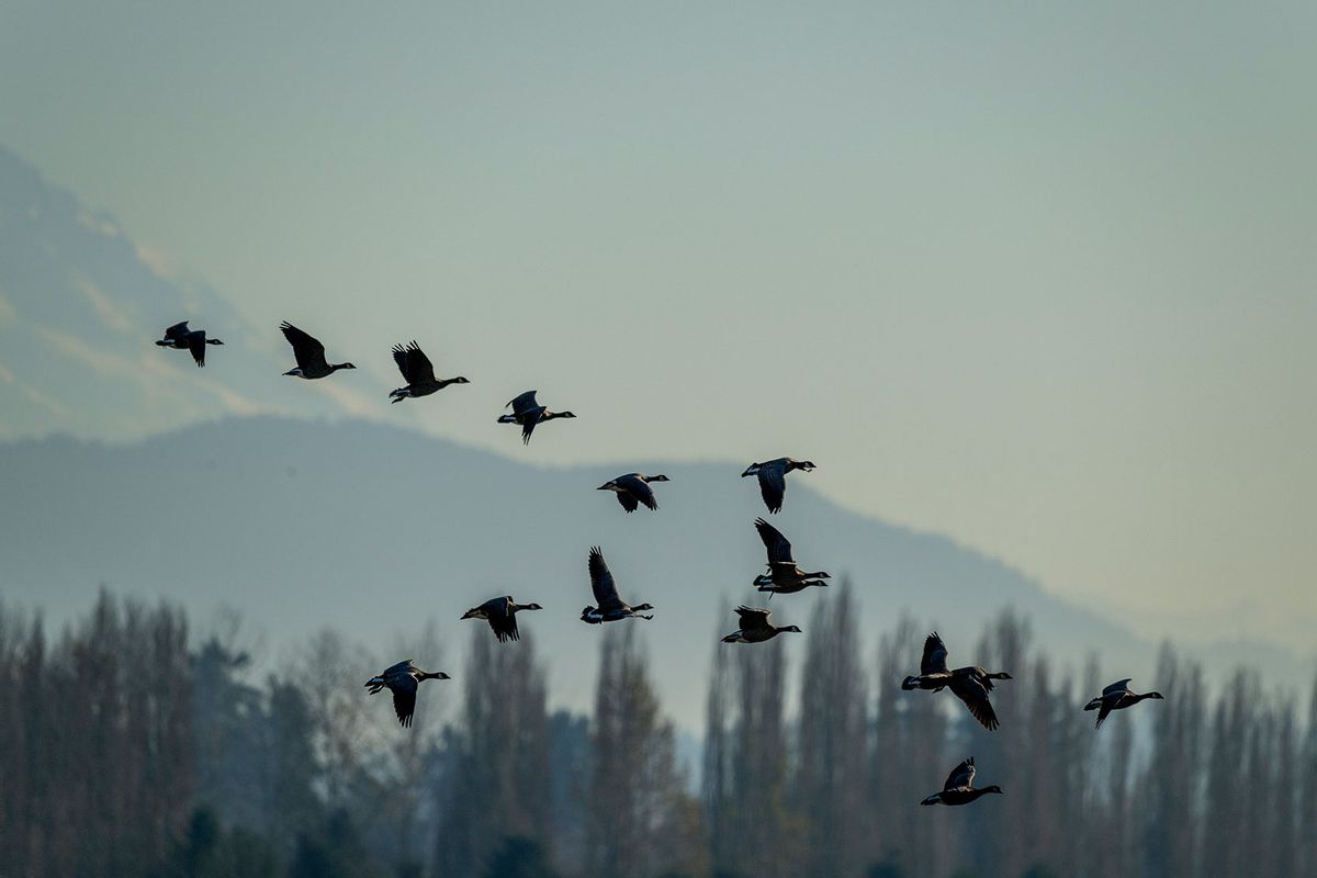 Cackling geese (Branta hutchinsii) flying (Wolfgang Kaehler/LightRocket via Getty Images)