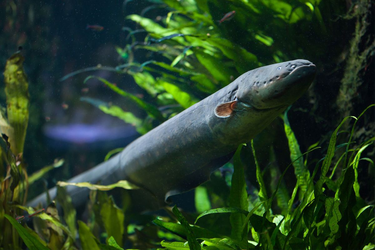 Electric eel (Electrophorus electricus) (Getty Images/wrangel)