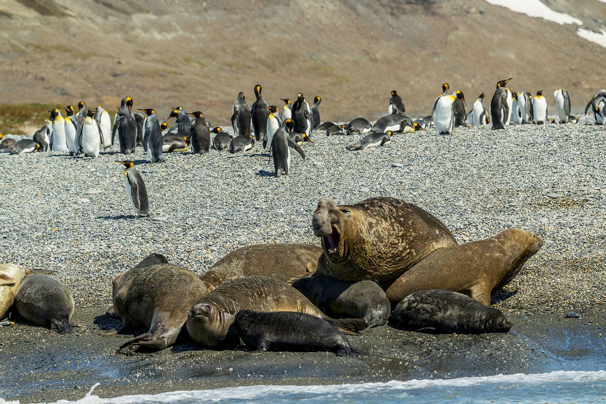 A southern elephant seal (Mirounga leonina) bull with its females on the beach at the largest King penguin colony in the world, which is located in St. Andrews Bay on South Georgia Island, sub-Antarctica. (Wolfgang Kaehler/LightRocket via Getty Images)