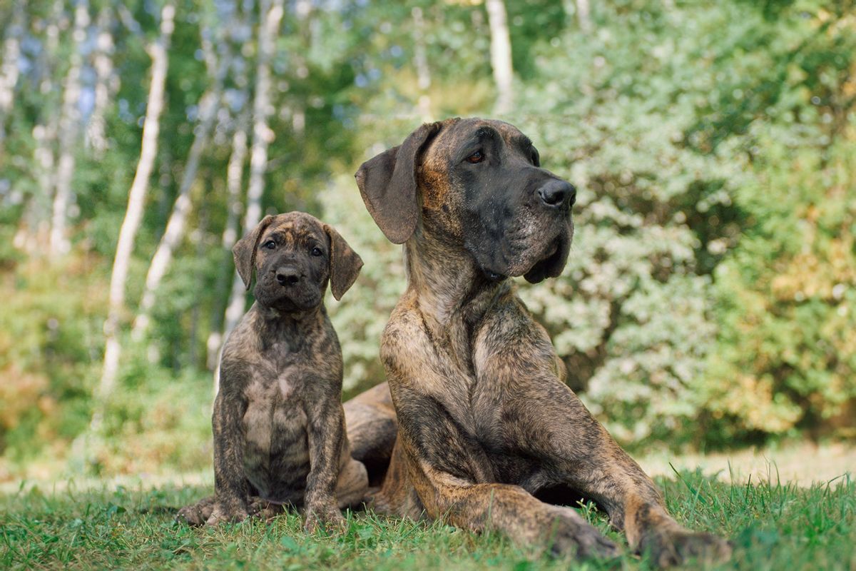Great Dane puppy and mother (Getty Images/Jim Craigmyle)