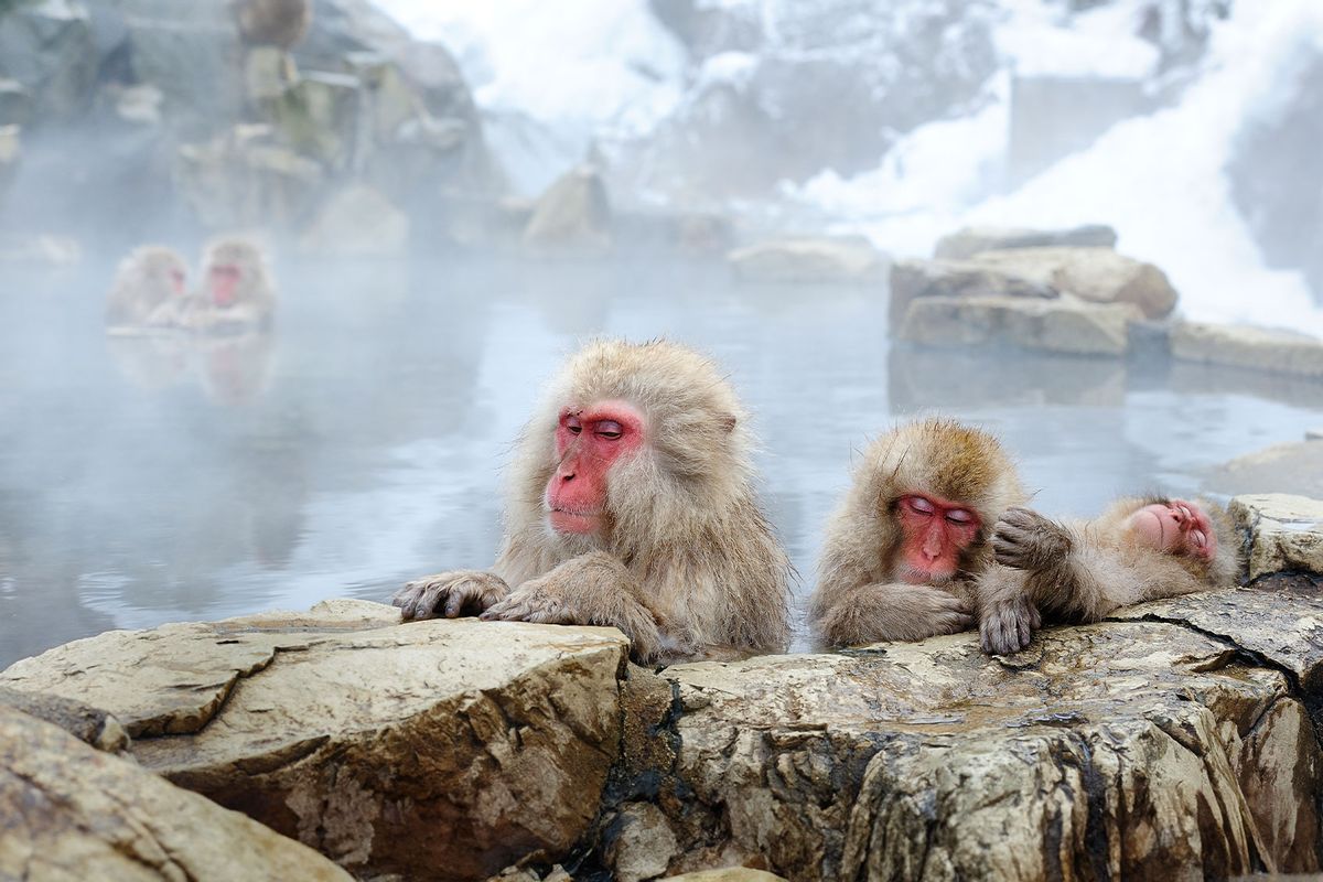 Japanese Macaque, also known as the Snow Monkey (Getty Images/By Alan Tsai)
