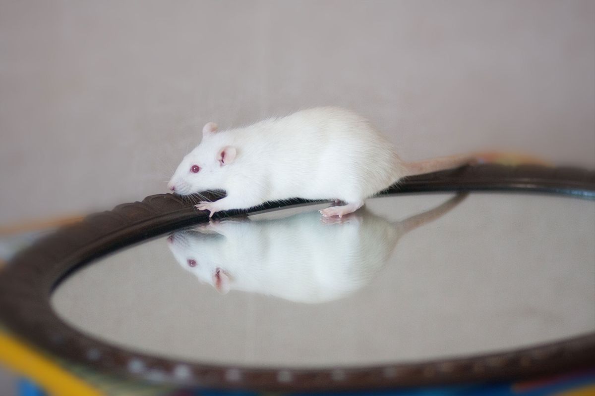 Mouse on a mirror (Getty Images/Kseniia Glazkova)