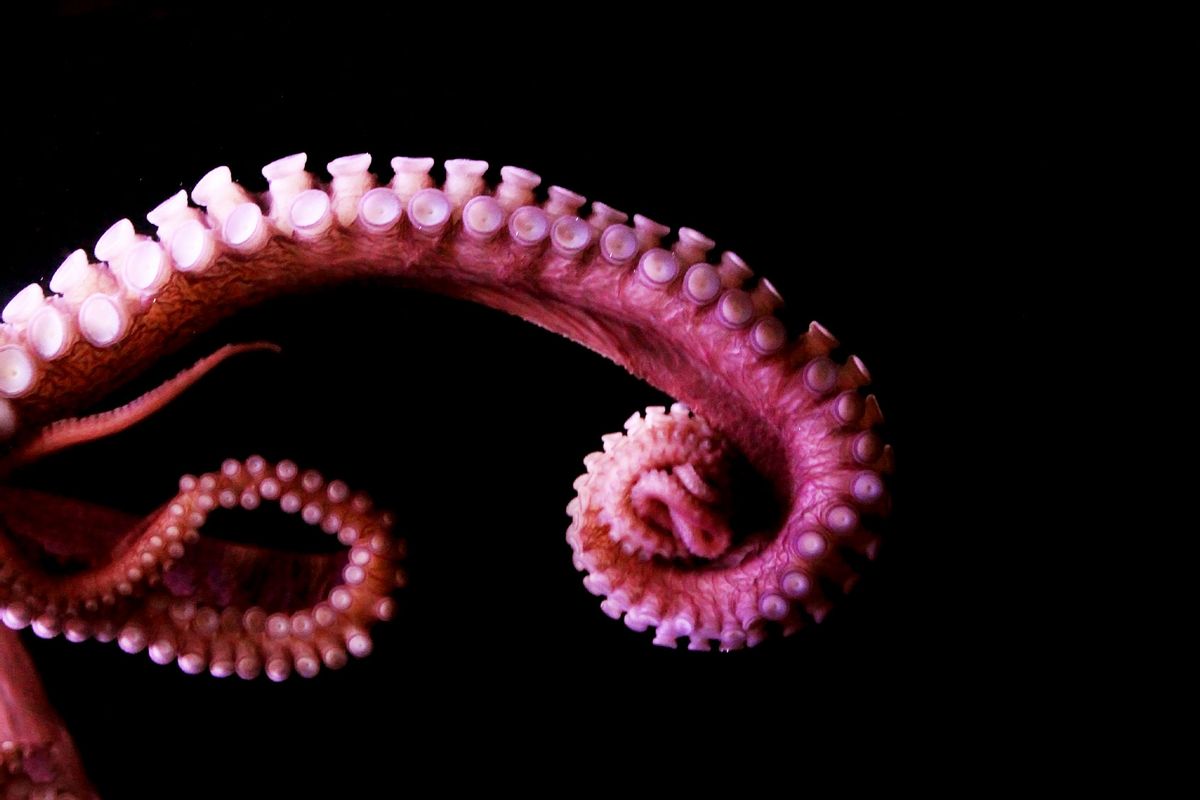 An octopus tentacle (Getty Images/RickSause)