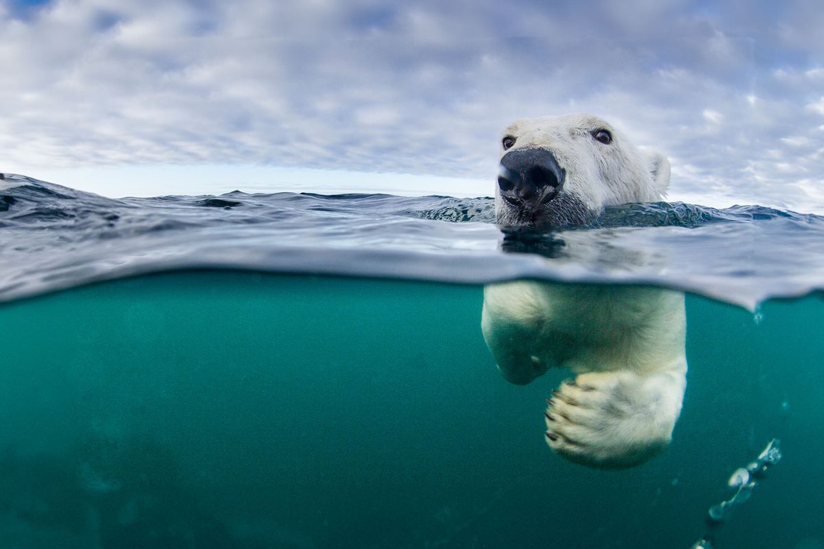 Underwater Polar Bear by Harbour Islands, Nunavut, Canada (Getty Images/Paul Souders)