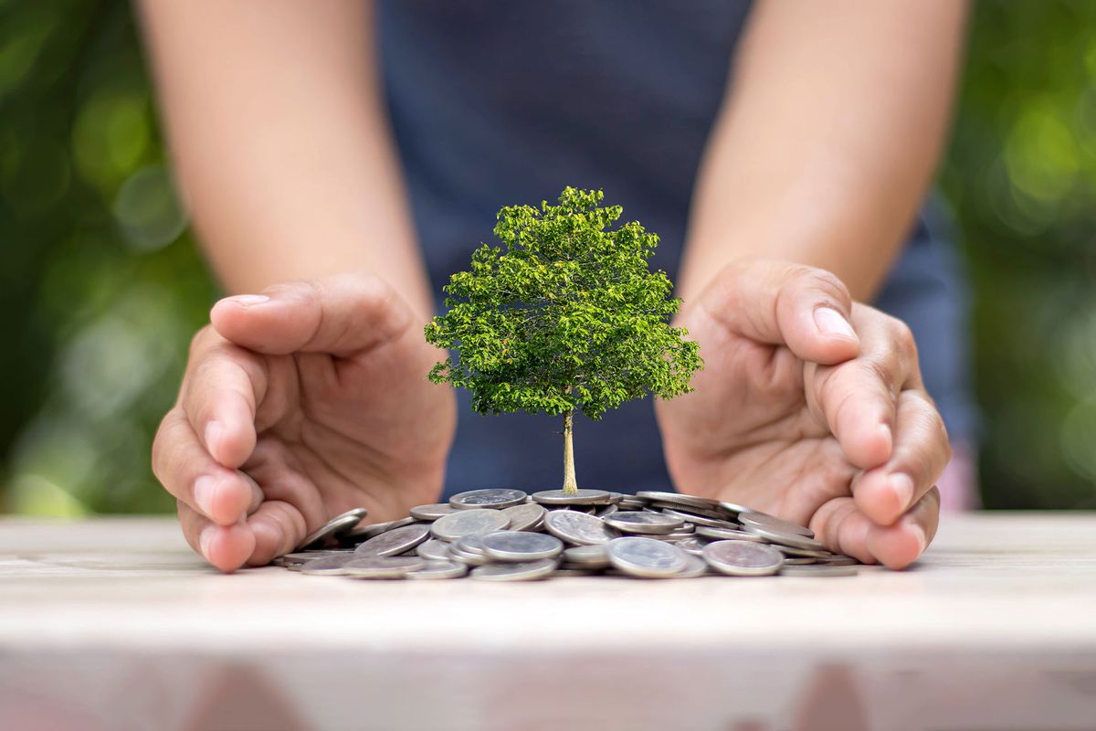 Tree planted on a pile of coins guarded by hands (Getty Images/Dumitrita Matei/500px)