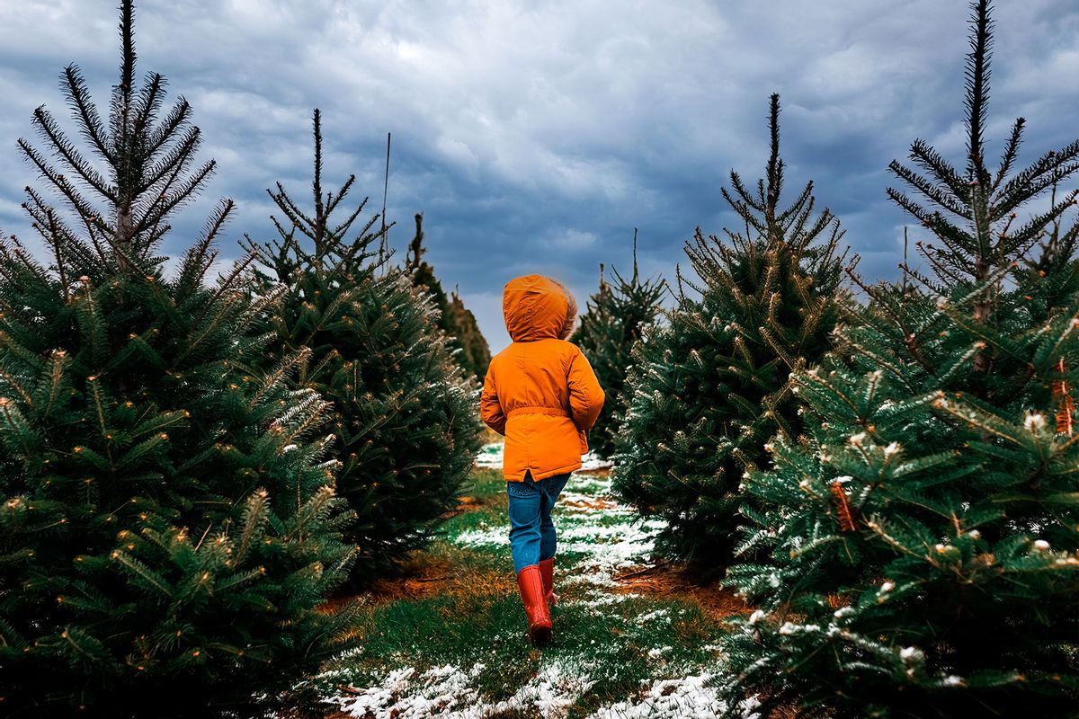 Walking through a Christmas tree farm (Getty Images/Cavan Images)