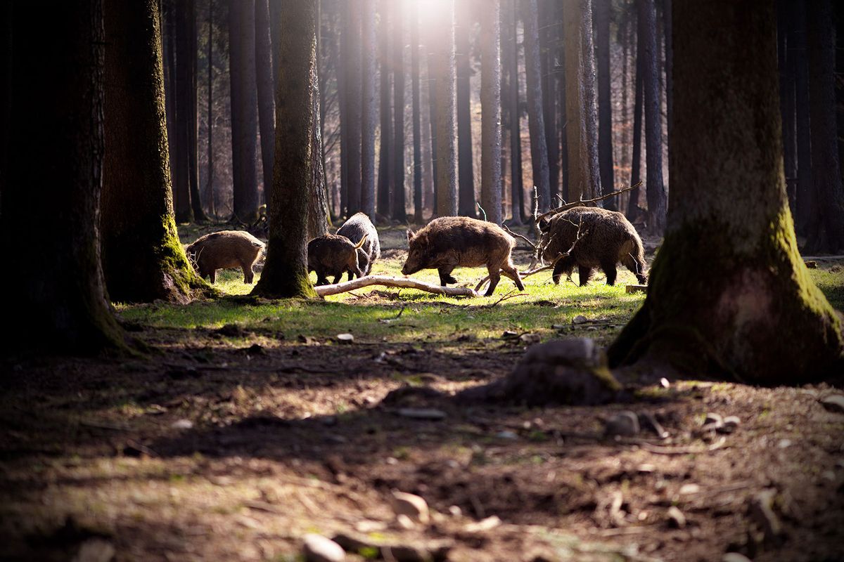 Wild Boars (Sus scrofa) in a forest (Getty Images/Christian Steinboeck)