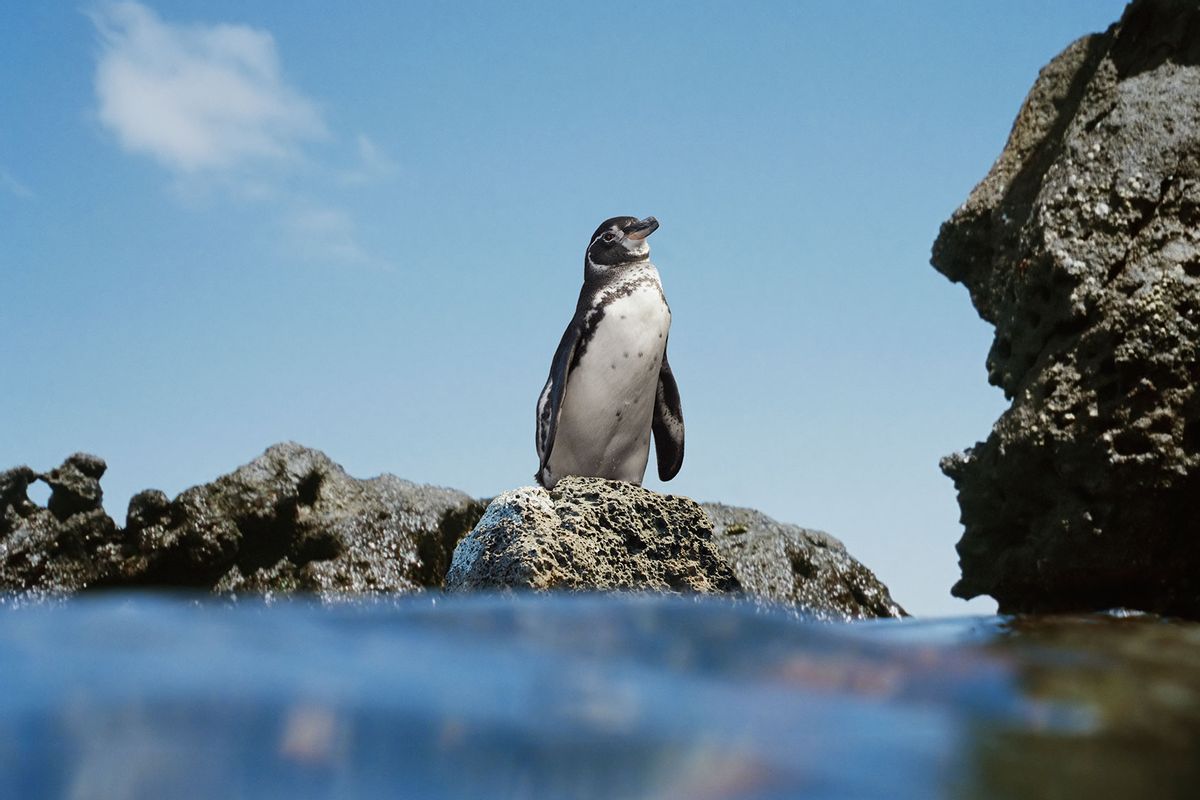 Galapagos penguin (Spheniscus mendiculus) atop rock beside sea (Getty Images/David Madison)