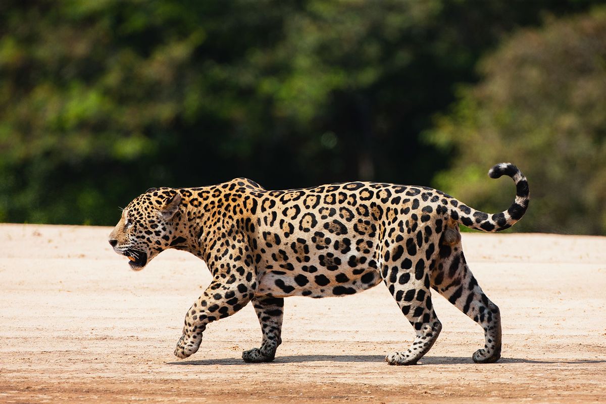 A wild jaguar walking on a river bank (Getty Images/Jami Tarris)